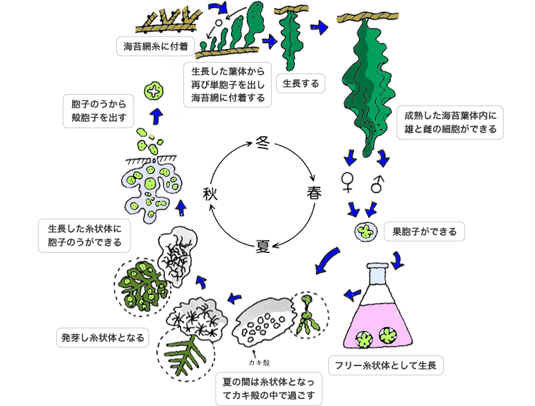 海苔の生物学|海苔読本|海苔の老舗 東京築地 丸山海苔店